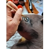 Hobby Horse - dark bay horse A4