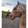 Hobby Horse - palomino horse A3