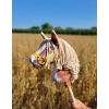 Hobby Horse - tobiano bay horse with a beige maneA4