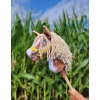 Hobby Horse - tobiano bay horse with a beige maneA4