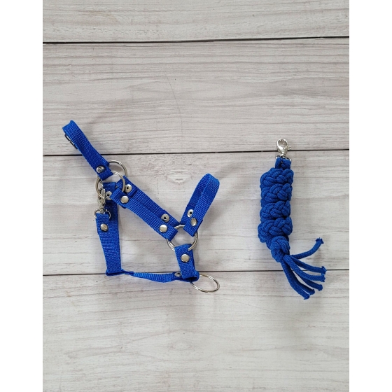 Set for Hobby Horse: the halter A3 + Tether made of cord - blue