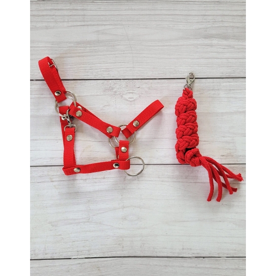 Set for Hobby Horse: the halter A3 + Tether made of cord - red